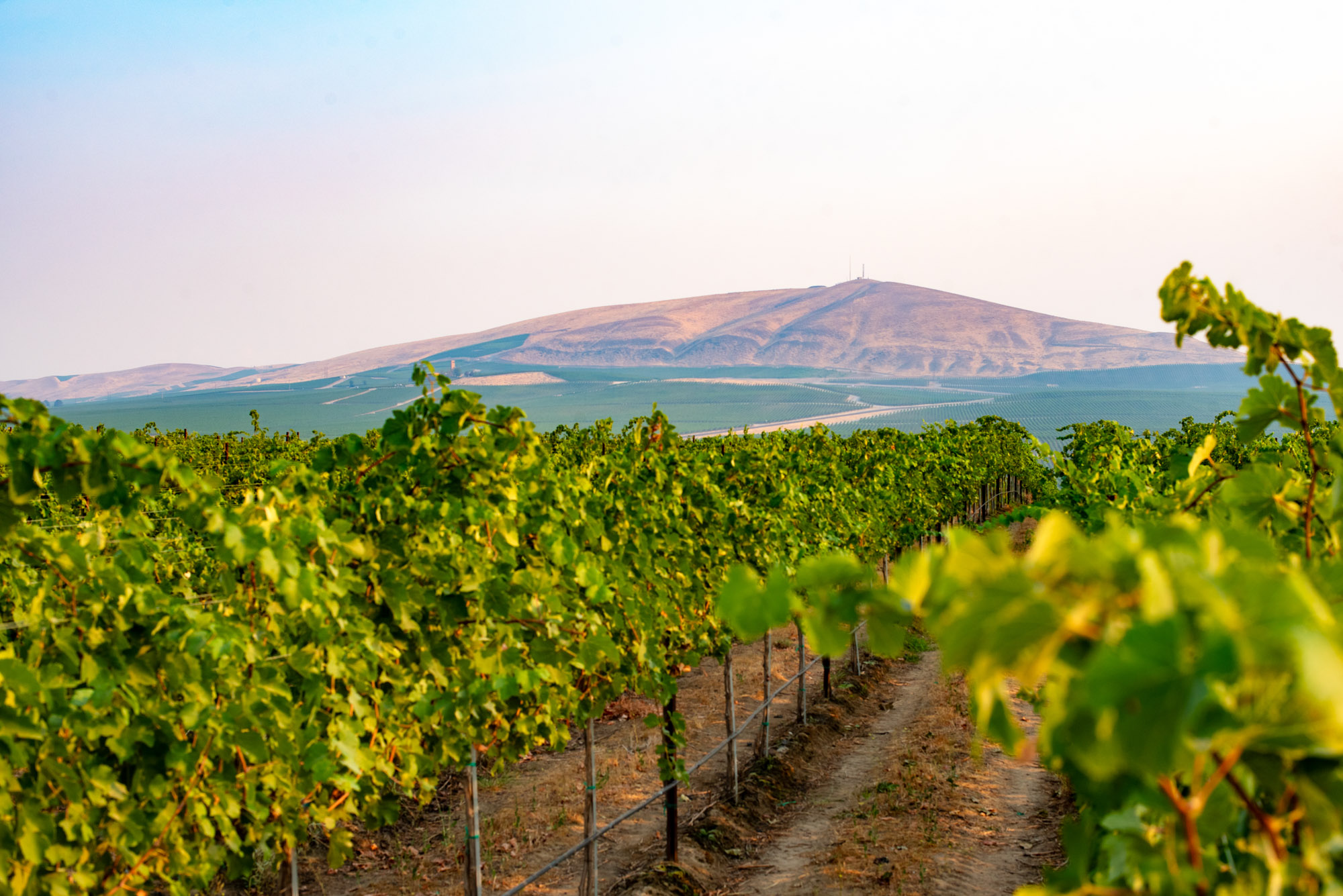 Stanton_Shaw Vineyards-0073